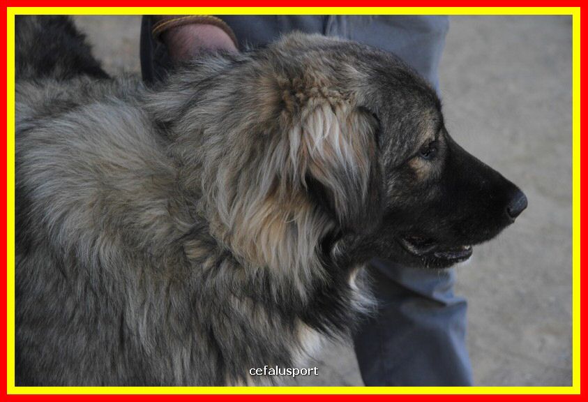 180311 mostra_canina 015.jpg